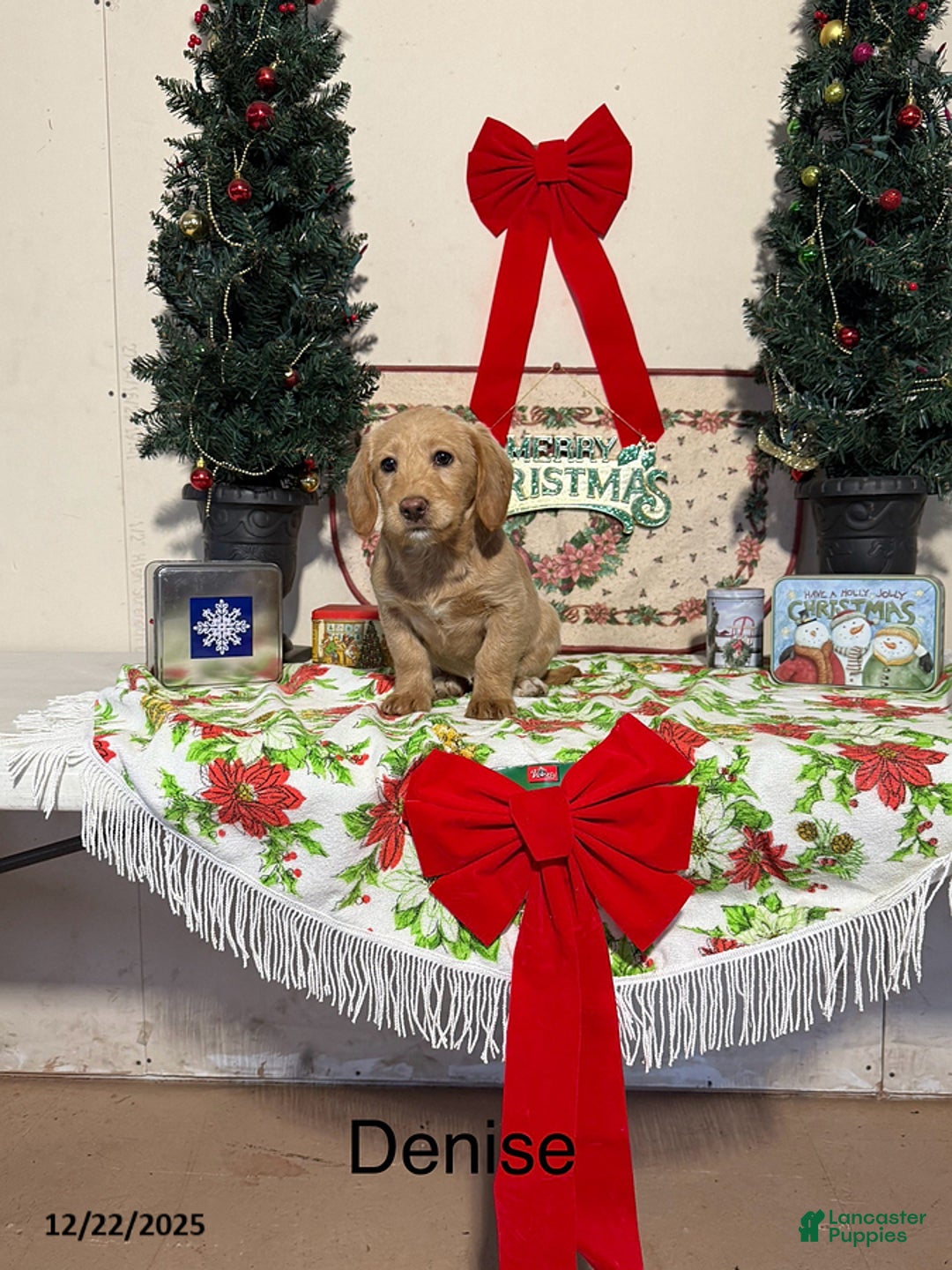 Miniature Labradoodle dogs for sale: Denise - Ad 1