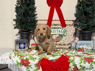 Miniature Labradoodle dogs Denise - Ad 19