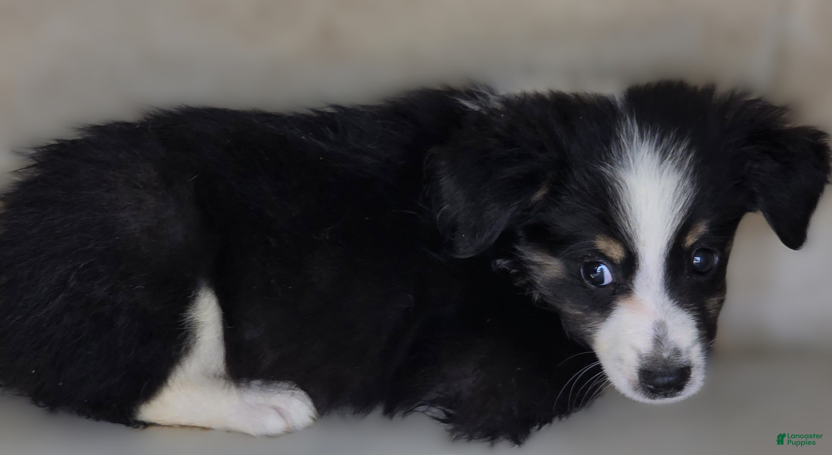 Australian Shepherd dogs Australian Shepherd 3 Barry - Ad 37