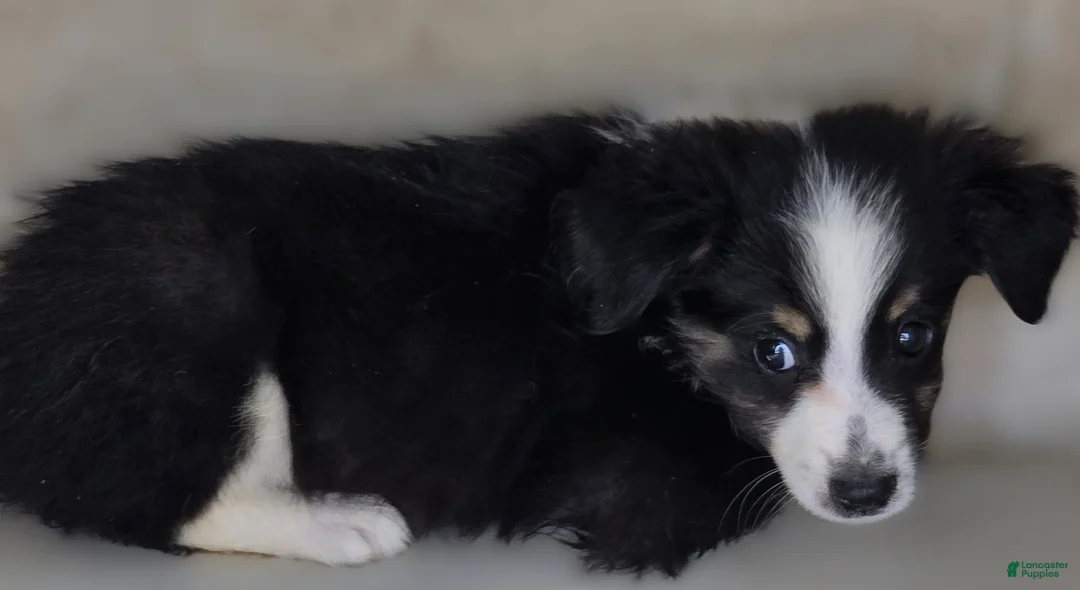 Australian Shepherd dogs for sale: Australian Shepherd 3 Barry - Ad 1