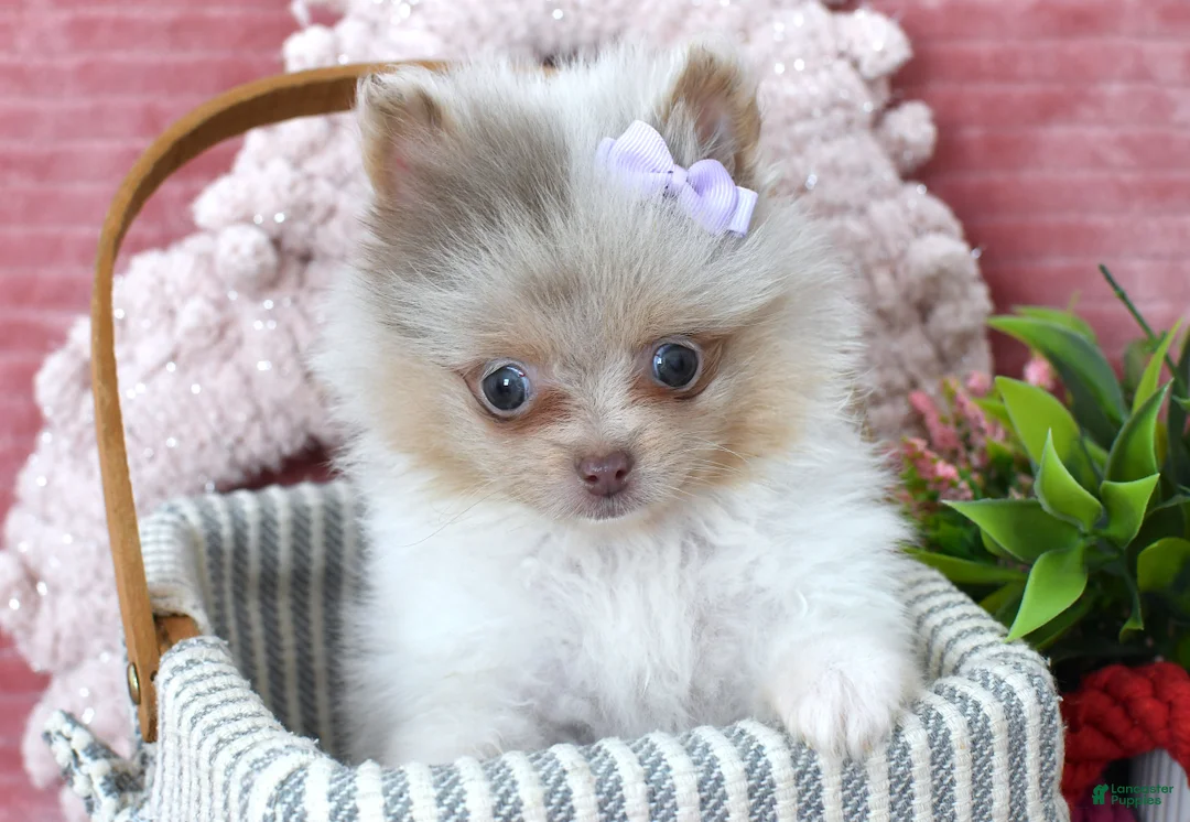 Pomeranian dogs for sale: Lexi - Ad 1