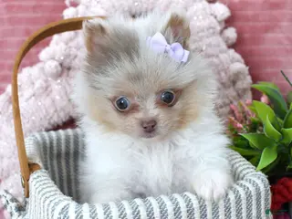 Pomeranian dogs Lexi - Ad 10