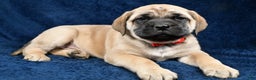 English Mastiff dogs for sale: Sammy - Ad 1