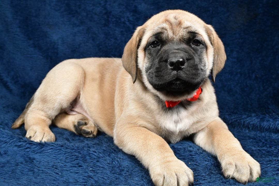 English Mastiff dogs for sale: Sammy - Ad 1