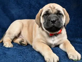 English Mastiff dogs Sammy - Ad 8