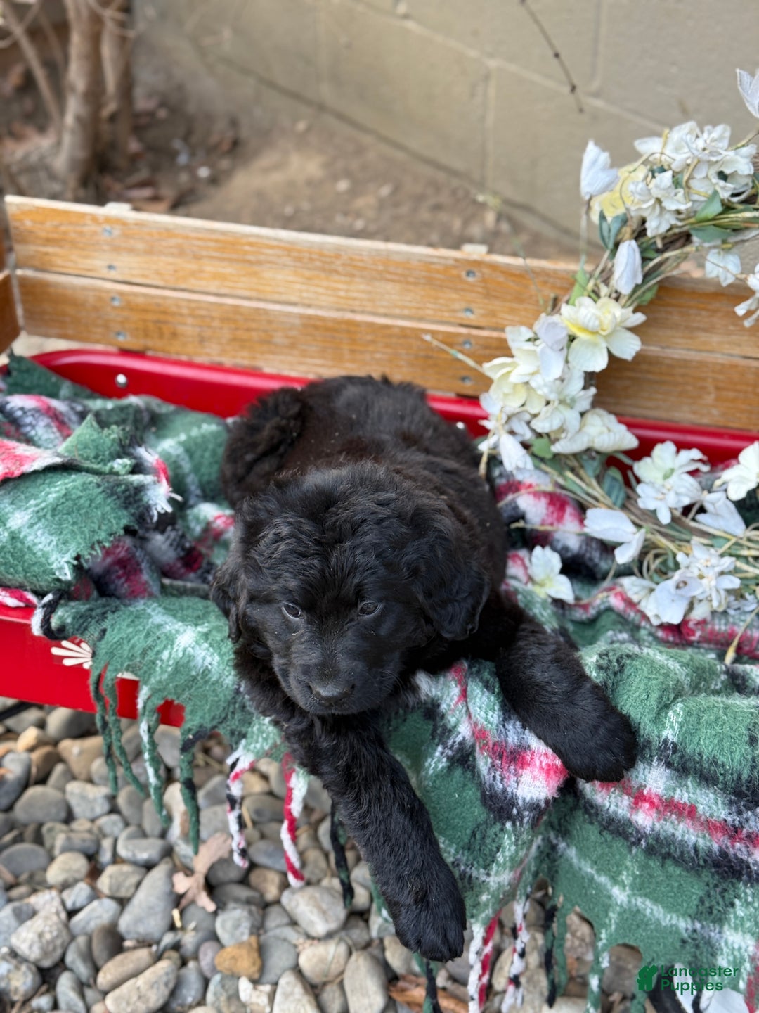 Mixed Breed dogs for sale: Rumi - Ad 8