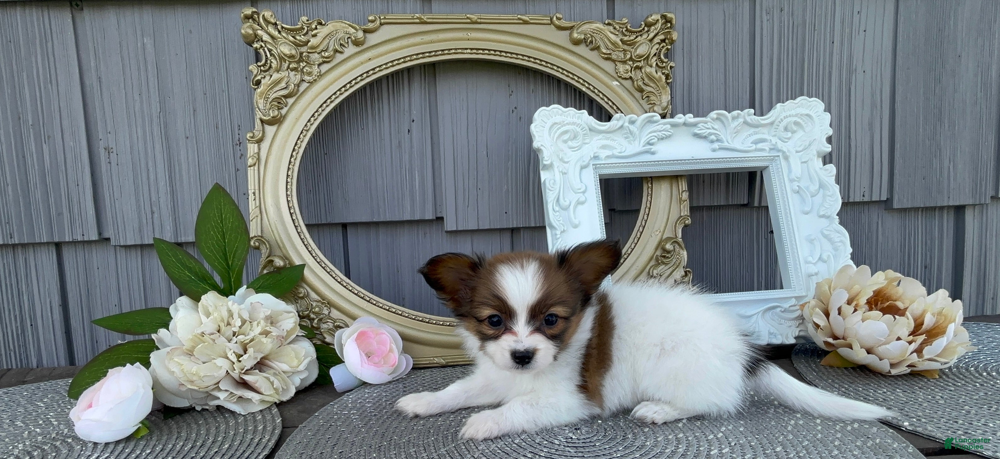 Papillon dogs Wren - Ad 2