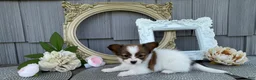 Papillon dogs for sale: Wren - Ad 2