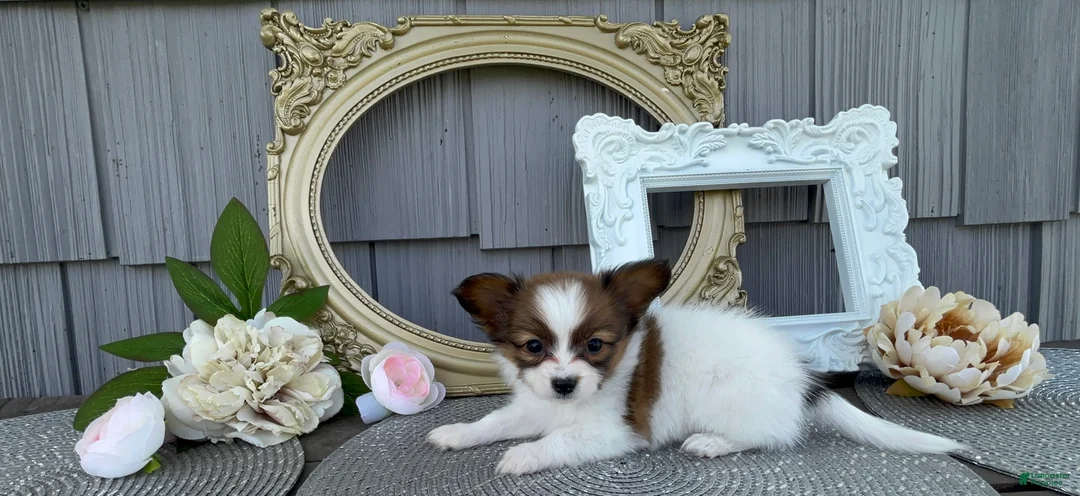 Papillon dogs for sale: Wren - Ad 2