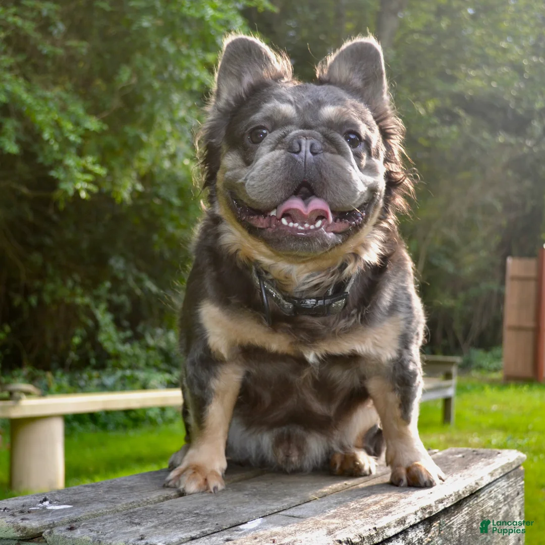 French Bulldog dogs for sale: Blue  - Ad 3