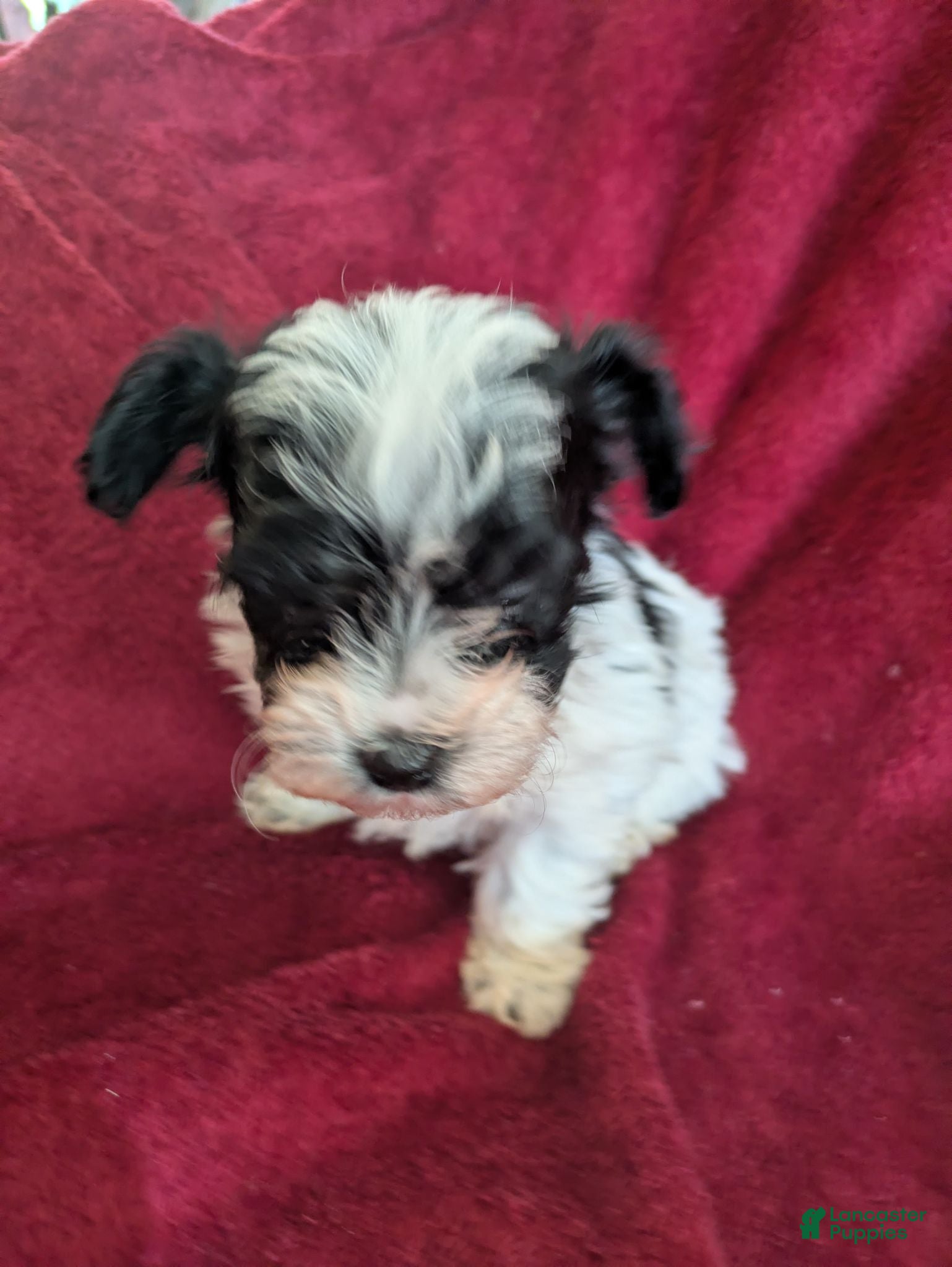 Biewer Terrier dogs Biewer/poodle  - Ad 10