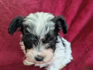 Biewer Terrier dogs Biewer/poodle - Ad 10