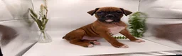 Boxer dogs for sale: Callie - Ad 5