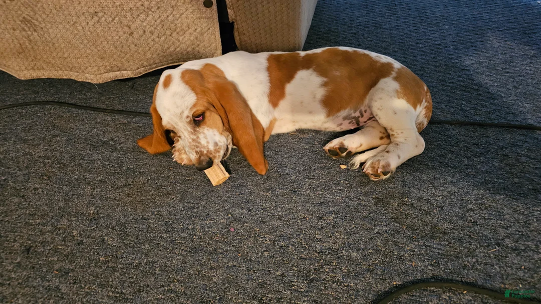 Basset Hound dogs for sale: Basset Hound 4 - Ad 2