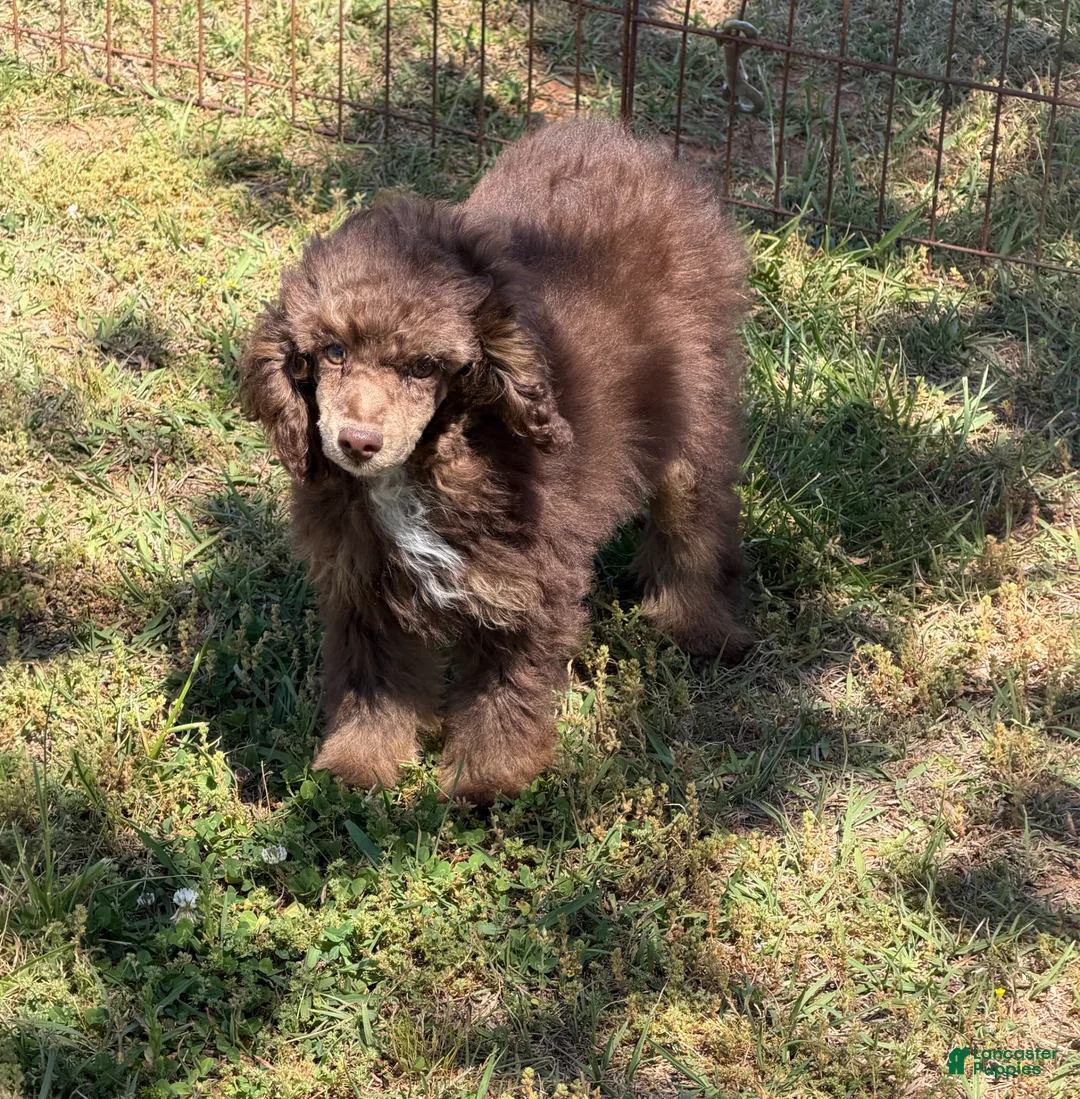 Miniature Poodle dogs for sale: Twix - Ad 2