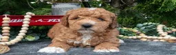 Cavapoo dogs for sale: Seymour - Ad 1