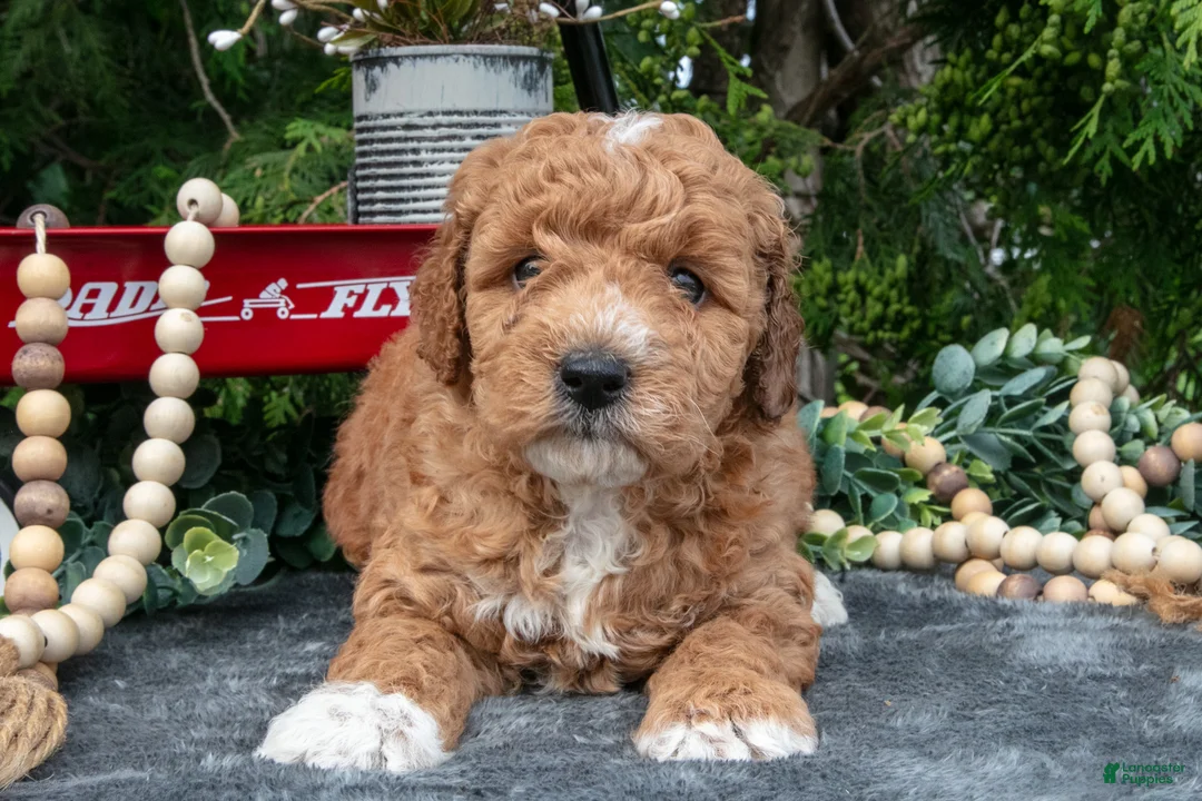 Cavapoo dogs for sale: Seymour - Ad 1