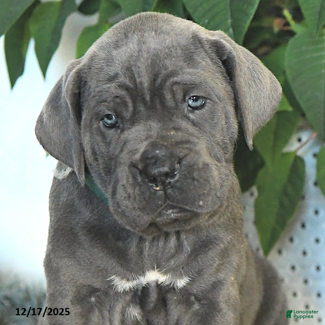 Cane Corso dogs for sale: Forest - Ad 4