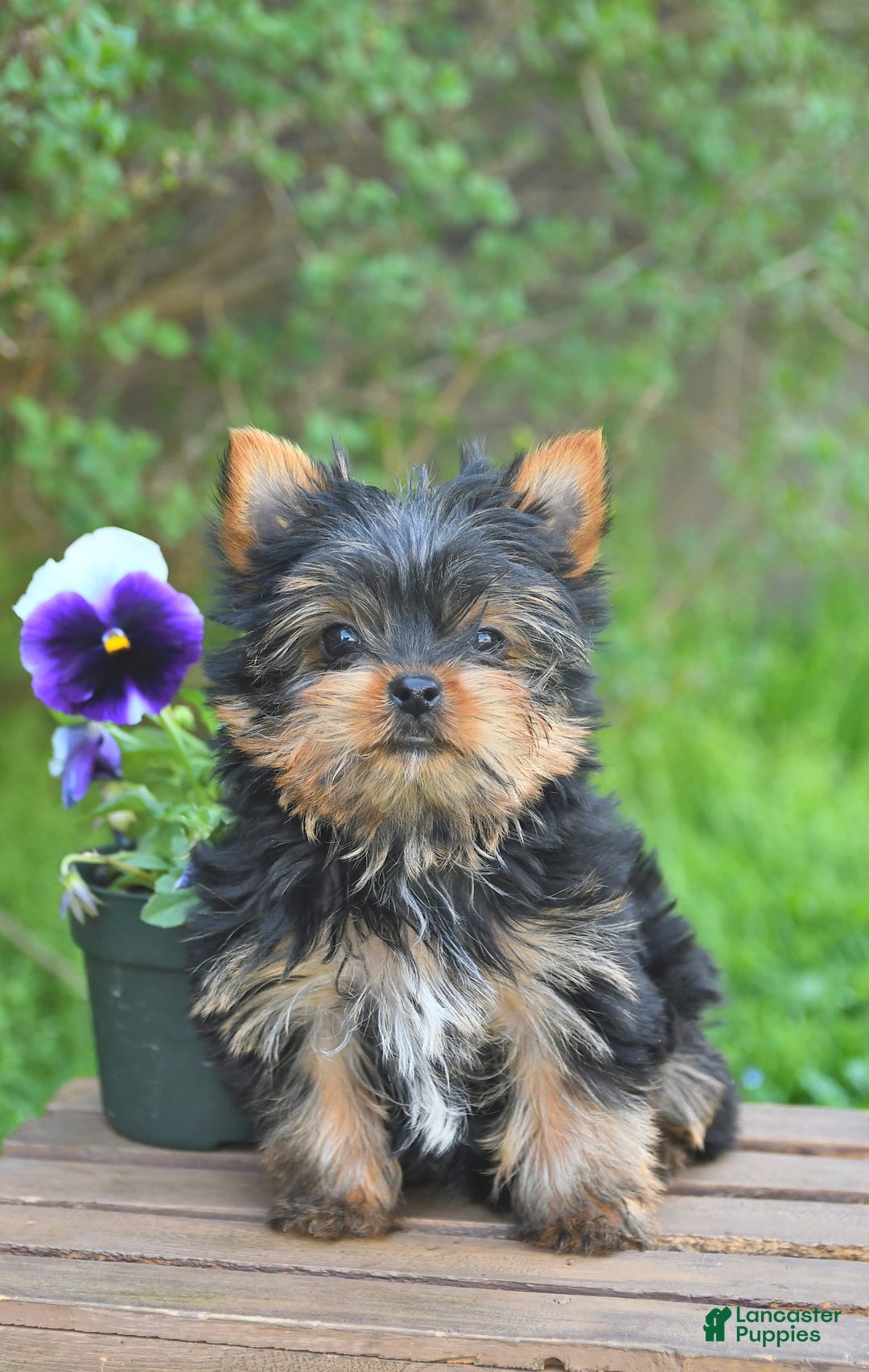 Gallery Image {{count}}