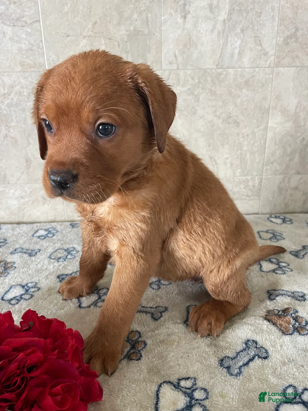 Labrador Retriever dogs for sale: Serena - Ad 3