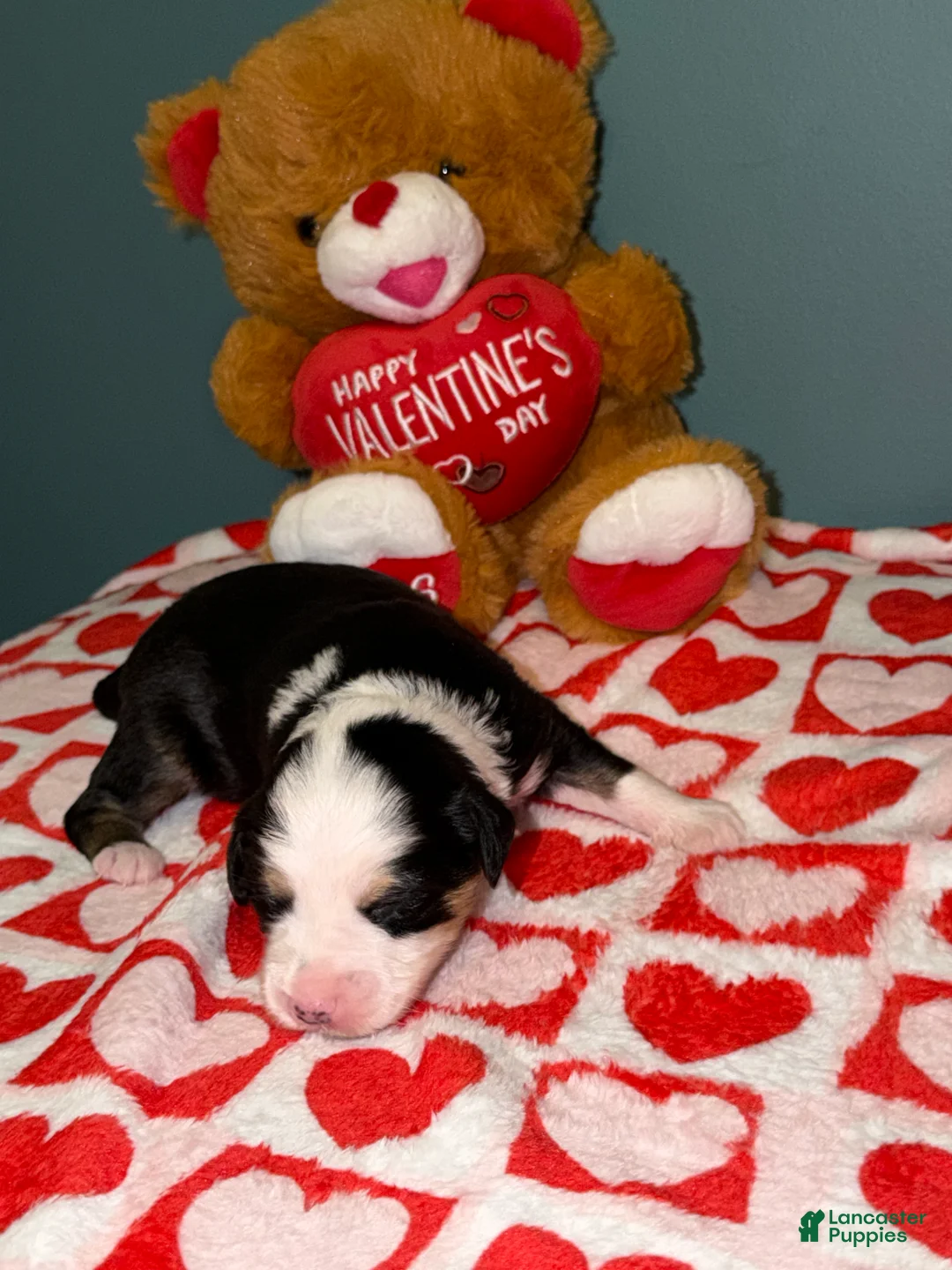 Miniature Australian Shepherd dogs for sale: John - Ad 6