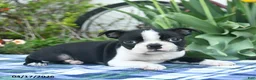 Boston Terrier dogs for sale: Violet  - Ad 4
