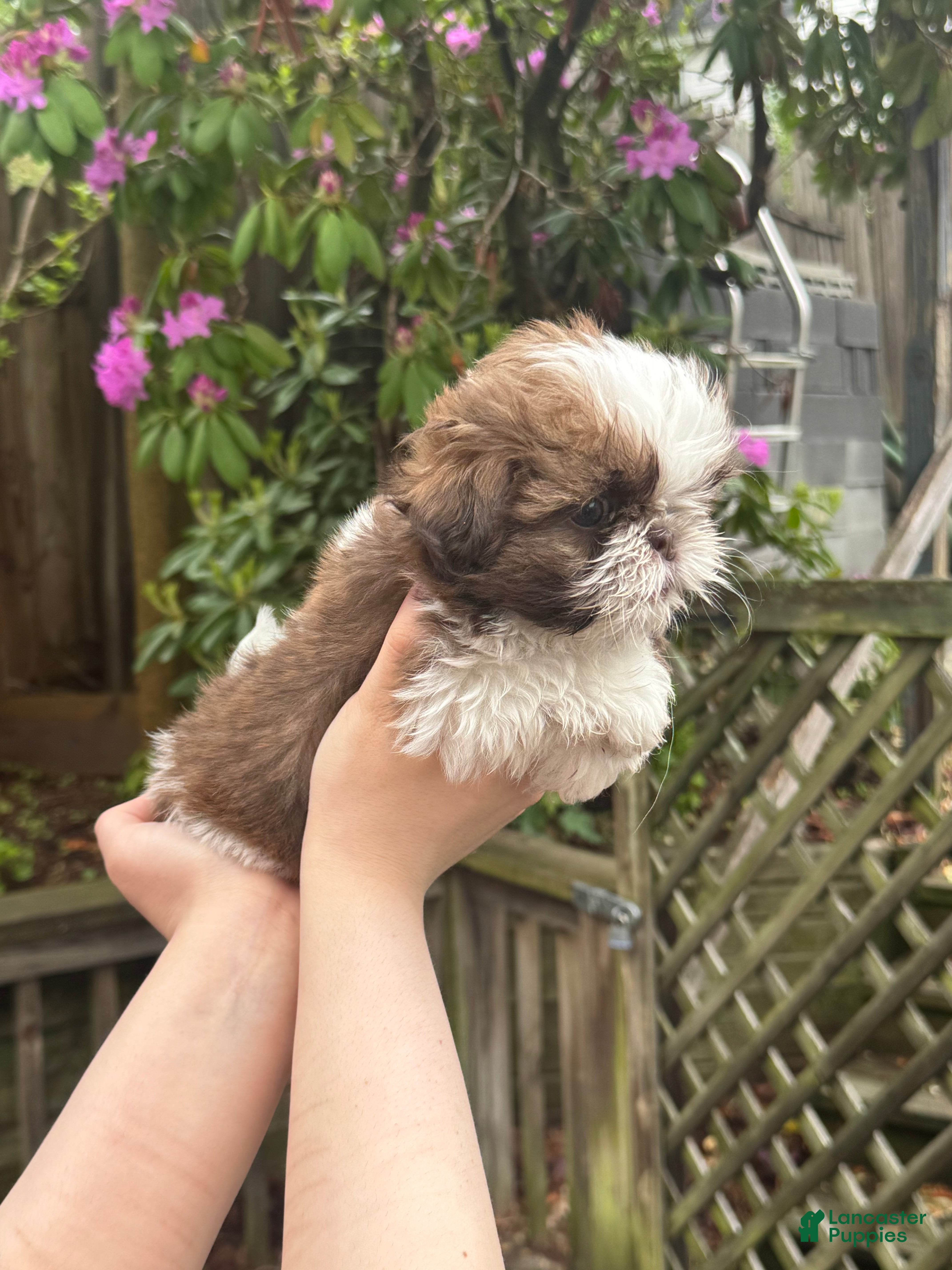Shih Tzu dogs Blossom - Ad 1