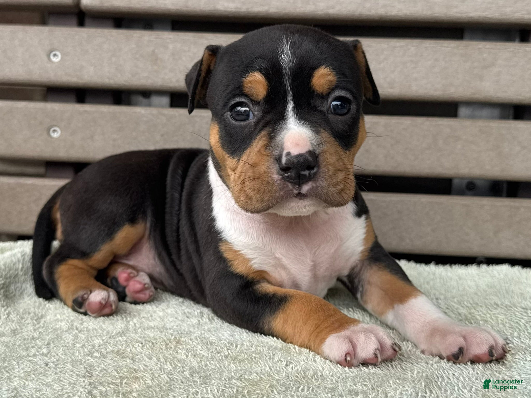 American Bully dogs Gemma - Ad 1