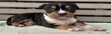 Gemma