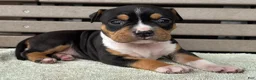 American Bully dogs for sale: Gemma - Ad 1