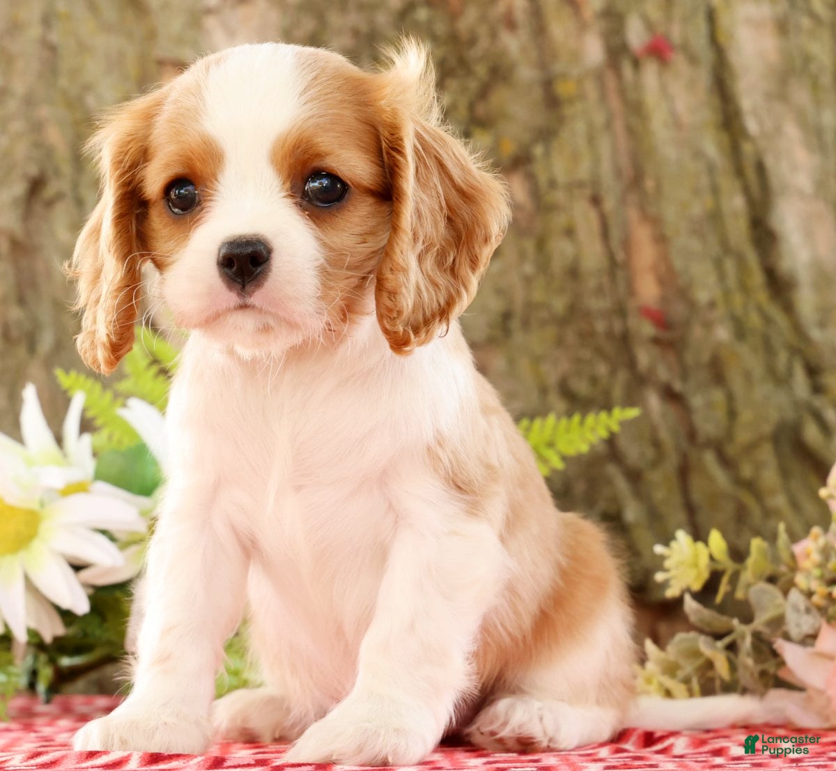 Cavalier King Charles Spaniel dogs for sale: ZInnia - Ad 1