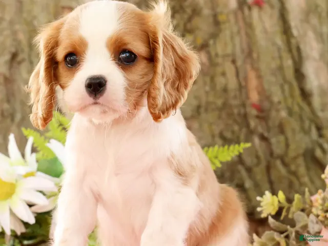 Cavalier King Charles Spaniel dogs for sale: ZInnia - Ad 1