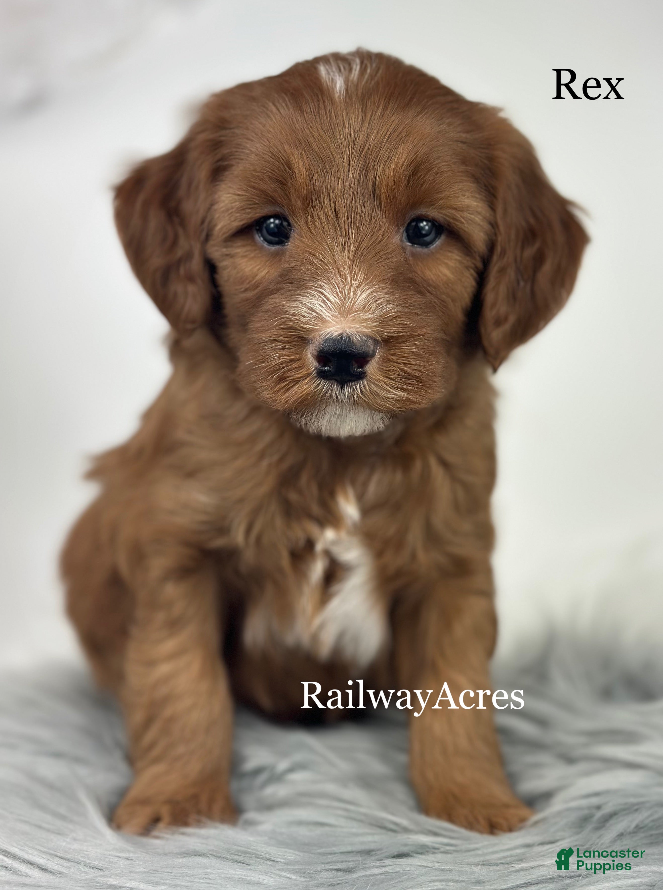Mixed Breed dogs Rex - Ad 17