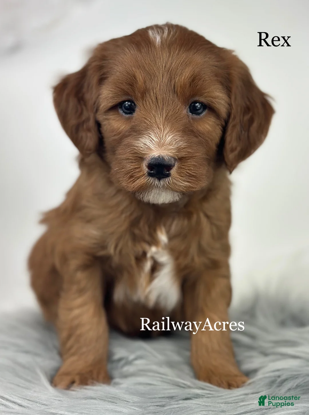 Mixed Breed dogs for sale: Rex - Ad 2