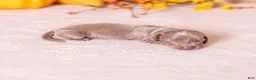Miniature Dachshund dogs for sale: Willow - Ad 3