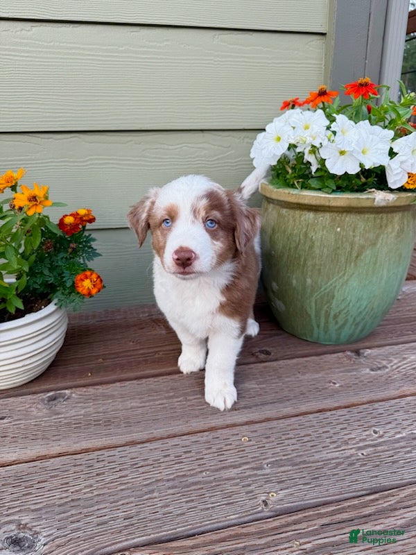 Miniature Australian Shepherd dogs for sale: Hooligans Red Merle Male 2 - Ad 2