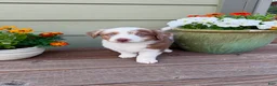 Miniature Australian Shepherd dogs for sale: Hooligans Red Merle Male 2 - Ad 1