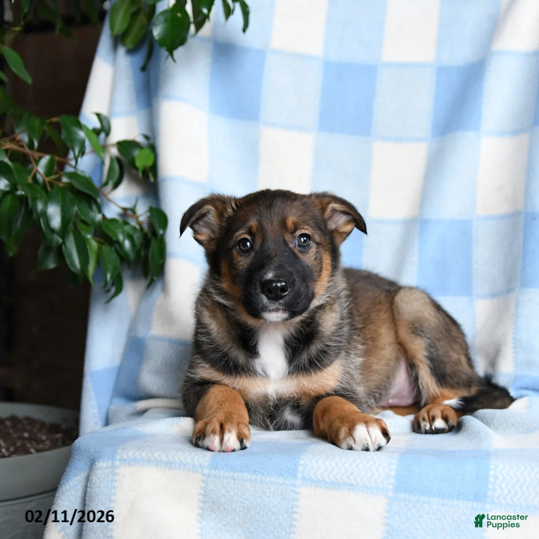 Mixed Breed dogs for sale: Basel - Ad 3