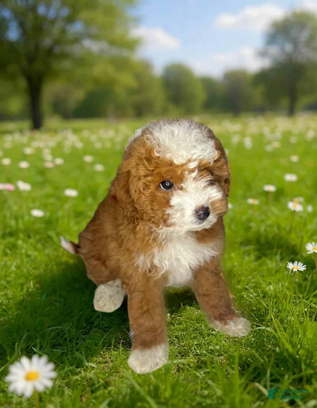 Toy Poodle dogs for sale: Bella - Ad 2