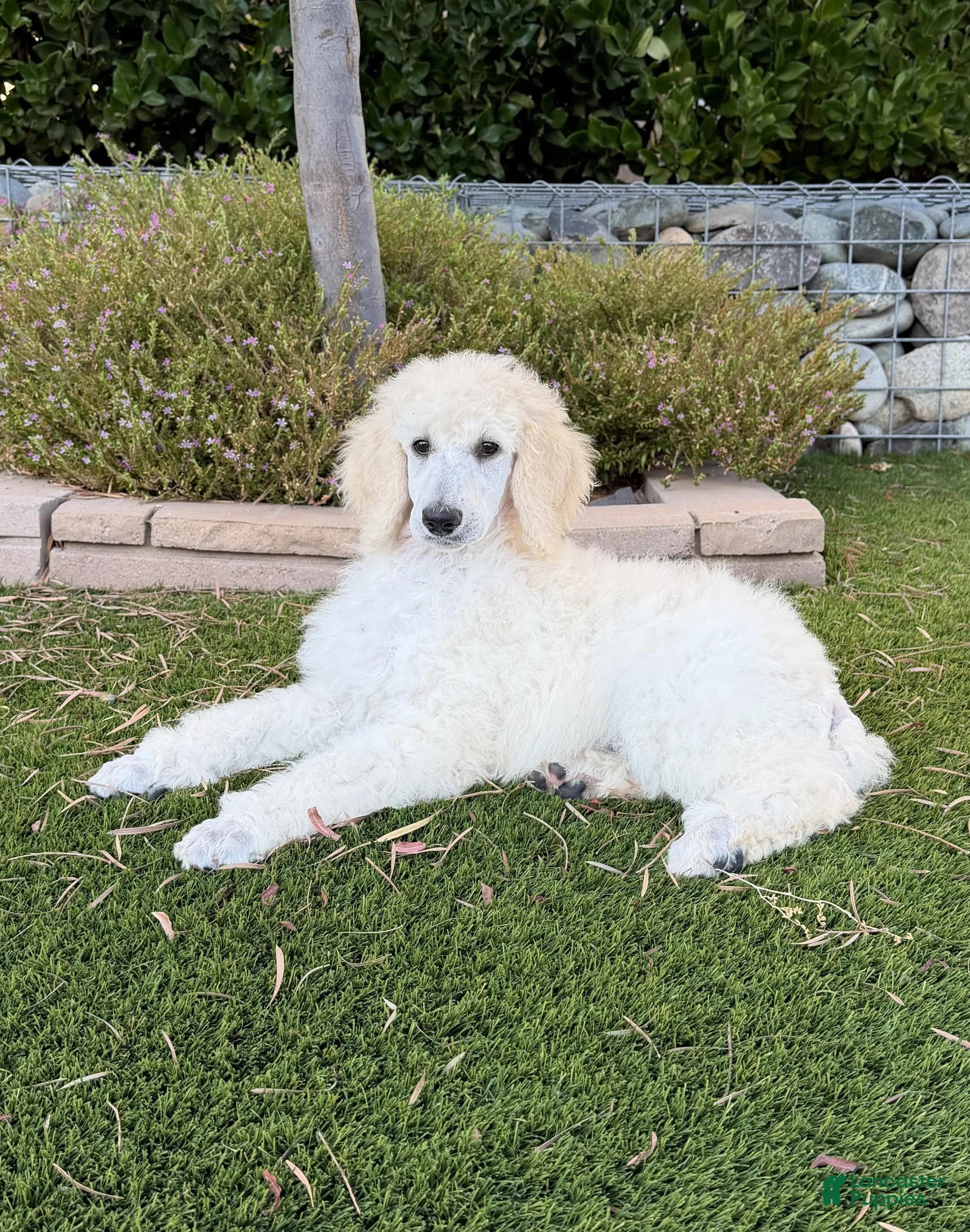 Standard Poodle dogs Girl 2 - Ad 2