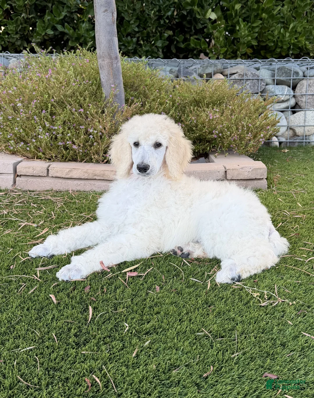 Standard Poodle dogs for sale: Girl 2 - Ad 1