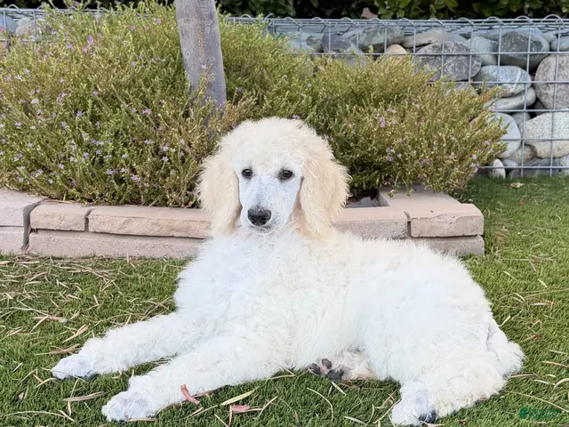 Standard Poodle dogs Girl 2 - Ad 25