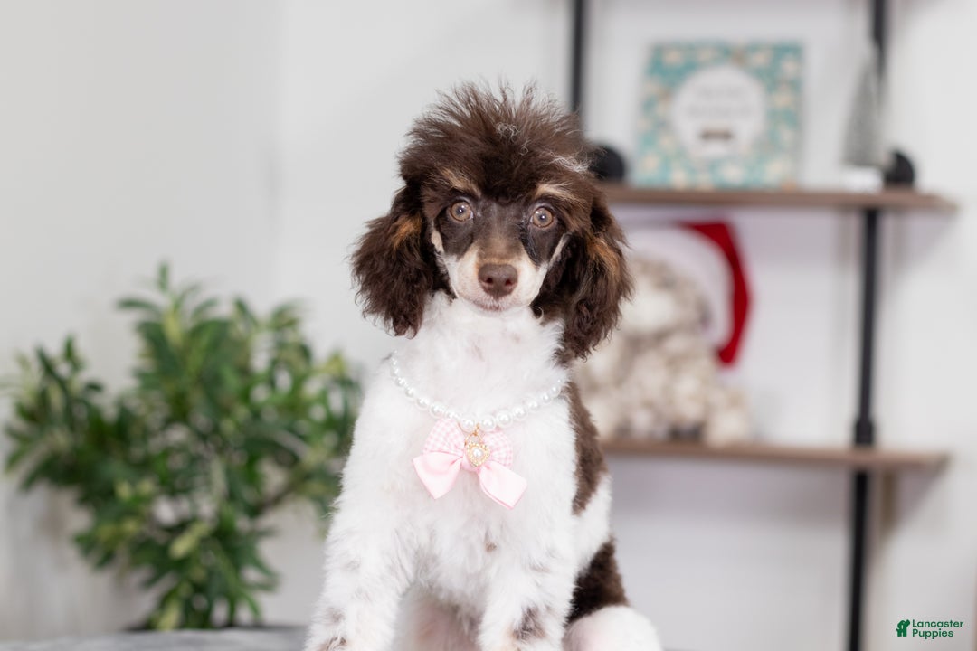 Miniature Poodle dogs for sale: Betty - Ad 3