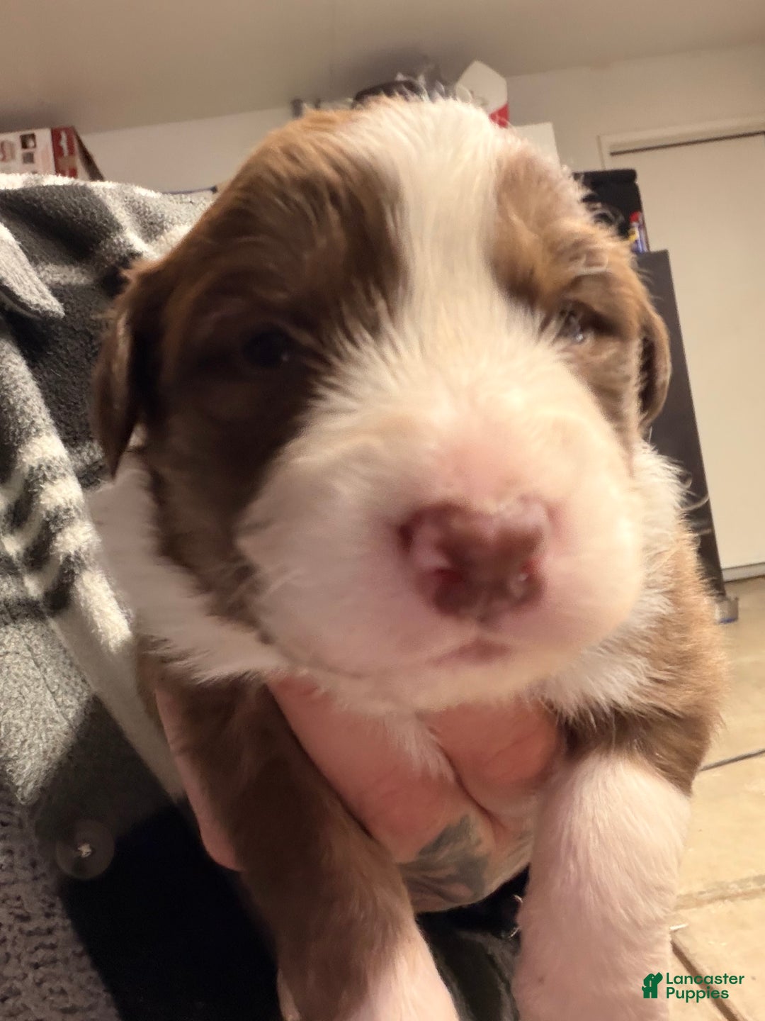Australian Shepherd dogs for sale: Australian Shepherd Puppy - Oscar  - Ad 3