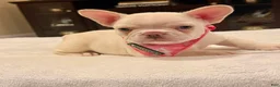 French Bulldog dogs for sale: 5 - Lilac Cream Female - Ad 4