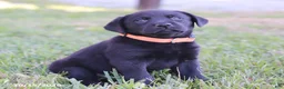 Labrador Retriever dogs for sale: Sapphire - Ad 4