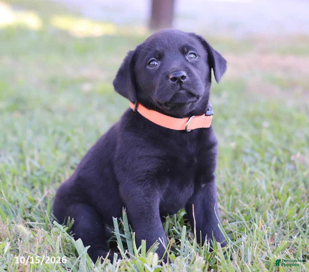 Labrador Retriever dogs for sale: Sapphire - Ad 4
