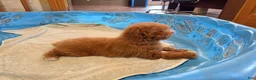 Miniature Poodle dogs for sale: Ned - Ad 5