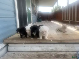 Coton De Tulear dogs Coton De Tulear Puppy 1 - Ad 1