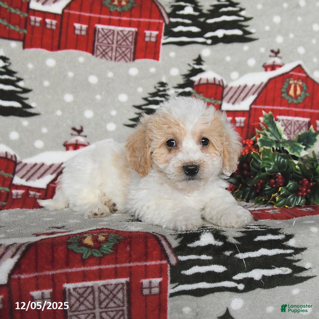 Maltipoo dogs for sale: Bandit - Ad 3